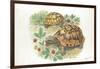 HermannS Tortoises Testudo Hermanni Eating-null-Framed Giclee Print