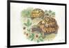 HermannS Tortoises Testudo Hermanni Eating-null-Framed Giclee Print