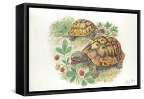 HermannS Tortoises Testudo Hermanni Eating-null-Framed Stretched Canvas