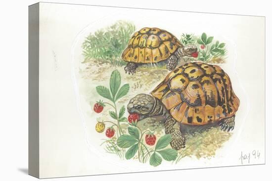 HermannS Tortoises Testudo Hermanni Eating-null-Stretched Canvas