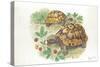 HermannS Tortoises Testudo Hermanni Eating-null-Stretched Canvas