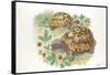 HermannS Tortoises Testudo Hermanni Eating-null-Framed Stretched Canvas