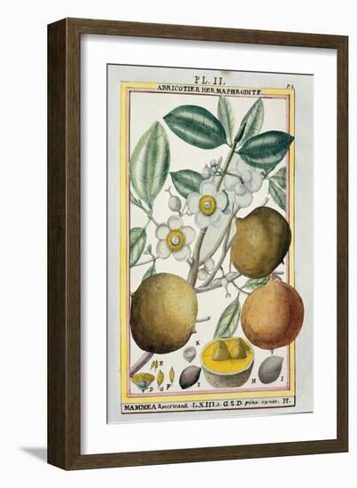 Hermaphrodite Apricot Tree-null-Framed Giclee Print