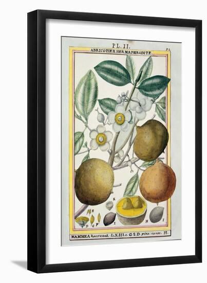 Hermaphrodite Apricot Tree-null-Framed Giclee Print