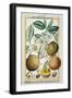 Hermaphrodite Apricot Tree-null-Framed Giclee Print