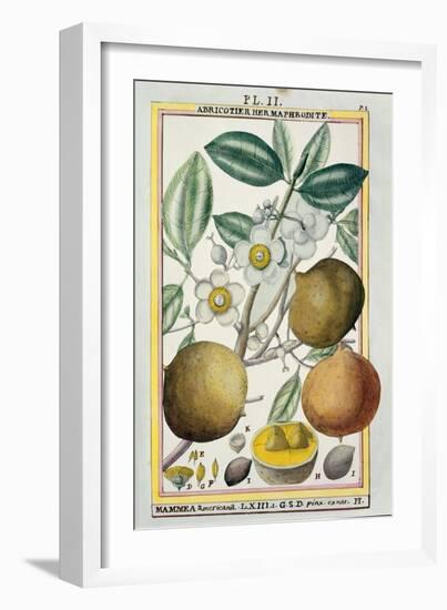 Hermaphrodite Apricot Tree-null-Framed Giclee Print