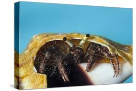 Hermit Crab in a Shell (Dardanus Megistos)-Reinhard Dirscherl-Stretched Canvas