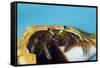 Hermit Crab in a Shell (Dardanus Megistos)-Reinhard Dirscherl-Framed Stretched Canvas