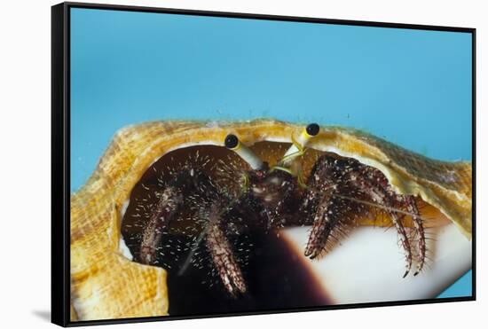 Hermit Crab in a Shell (Dardanus Megistos)-Reinhard Dirscherl-Framed Stretched Canvas