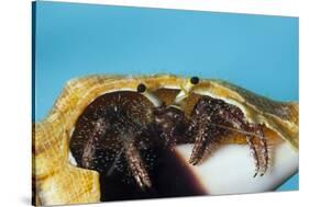 Hermit Crab in a Shell (Dardanus Megistos)-Reinhard Dirscherl-Stretched Canvas