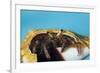 Hermit Crab in a Shell (Dardanus Megistos)-Reinhard Dirscherl-Framed Photographic Print