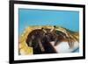 Hermit Crab in a Shell (Dardanus Megistos)-Reinhard Dirscherl-Framed Photographic Print