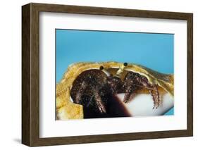 Hermit Crab in a Shell (Dardanus Megistos)-Reinhard Dirscherl-Framed Photographic Print