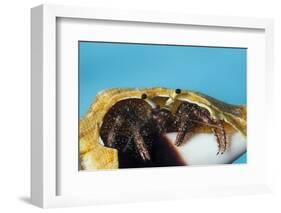 Hermit Crab in a Shell (Dardanus Megistos)-Reinhard Dirscherl-Framed Photographic Print