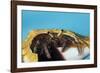 Hermit Crab in a Shell (Dardanus Megistos)-Reinhard Dirscherl-Framed Photographic Print