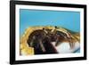 Hermit Crab in a Shell (Dardanus Megistos)-Reinhard Dirscherl-Framed Photographic Print