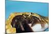 Hermit Crab in a Shell (Dardanus Megistos)-Reinhard Dirscherl-Mounted Photographic Print