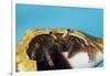 Hermit Crab in a Shell (Dardanus Megistos)-Reinhard Dirscherl-Framed Photographic Print