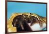 Hermit Crab in a Shell (Dardanus Megistos)-Reinhard Dirscherl-Framed Photographic Print