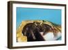 Hermit Crab in a Shell (Dardanus Megistos)-Reinhard Dirscherl-Framed Photographic Print