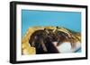 Hermit Crab in a Shell (Dardanus Megistos)-Reinhard Dirscherl-Framed Photographic Print