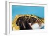 Hermit Crab in a Shell (Dardanus Megistos)-Reinhard Dirscherl-Framed Photographic Print