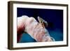 Hermit Crab on a Sponge, Dominica, West Indies, Caribbean, Central America-Lisa Collins-Framed Photographic Print