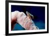Hermit Crab on a Sponge, Dominica, West Indies, Caribbean, Central America-Lisa Collins-Framed Photographic Print