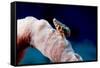 Hermit Crab on a Sponge, Dominica, West Indies, Caribbean, Central America-Lisa Collins-Framed Stretched Canvas