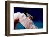 Hermit Crab on a Sponge, Dominica, West Indies, Caribbean, Central America-Lisa Collins-Framed Photographic Print