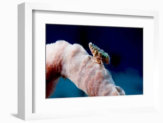Hermit Crab on a Sponge, Dominica, West Indies, Caribbean, Central America-Lisa Collins-Framed Photographic Print