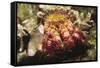 Hermit Crab-Hal Beral-Framed Stretched Canvas