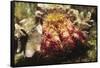 Hermit Crab-Hal Beral-Framed Stretched Canvas