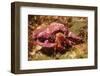 Hermit Crab-Hal Beral-Framed Photographic Print