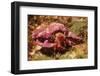 Hermit Crab-Hal Beral-Framed Photographic Print