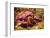 Hermit Crab-Hal Beral-Framed Photographic Print