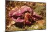 Hermit Crab-Hal Beral-Mounted Photographic Print