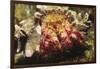 Hermit Crab-Hal Beral-Framed Photographic Print