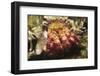 Hermit Crab-Hal Beral-Framed Photographic Print