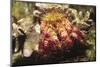 Hermit Crab-Hal Beral-Mounted Photographic Print