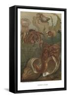 Hermit-Crabs-null-Framed Stretched Canvas