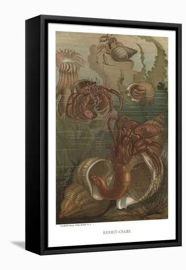 Hermit-Crabs-null-Framed Stretched Canvas
