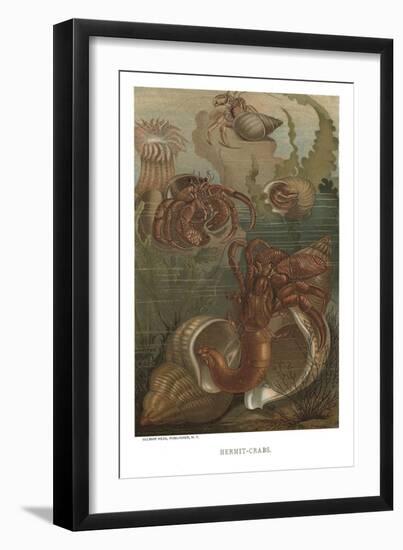 Hermit-Crabs-null-Framed Art Print