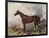 Hermit (Racehorse) 1867-Harry Hall-Framed Art Print