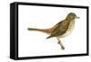 Hermit Thrush (Catharus Guttatus), Birds-Encyclopaedia Britannica-Framed Stretched Canvas