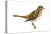 Hermit Thrush (Catharus Guttatus), Birds-Encyclopaedia Britannica-Stretched Canvas