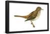 Hermit Thrush (Catharus Guttatus), Birds-Encyclopaedia Britannica-Framed Poster