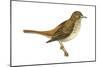 Hermit Thrush (Catharus Guttatus), Birds-Encyclopaedia Britannica-Mounted Poster