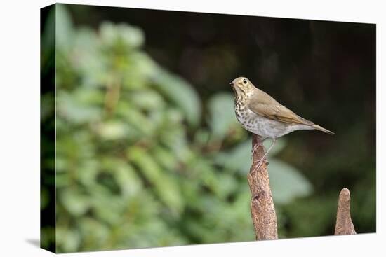 Hermit Thrush-Gary Carter-Stretched Canvas