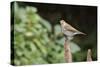 Hermit Thrush-Gary Carter-Stretched Canvas